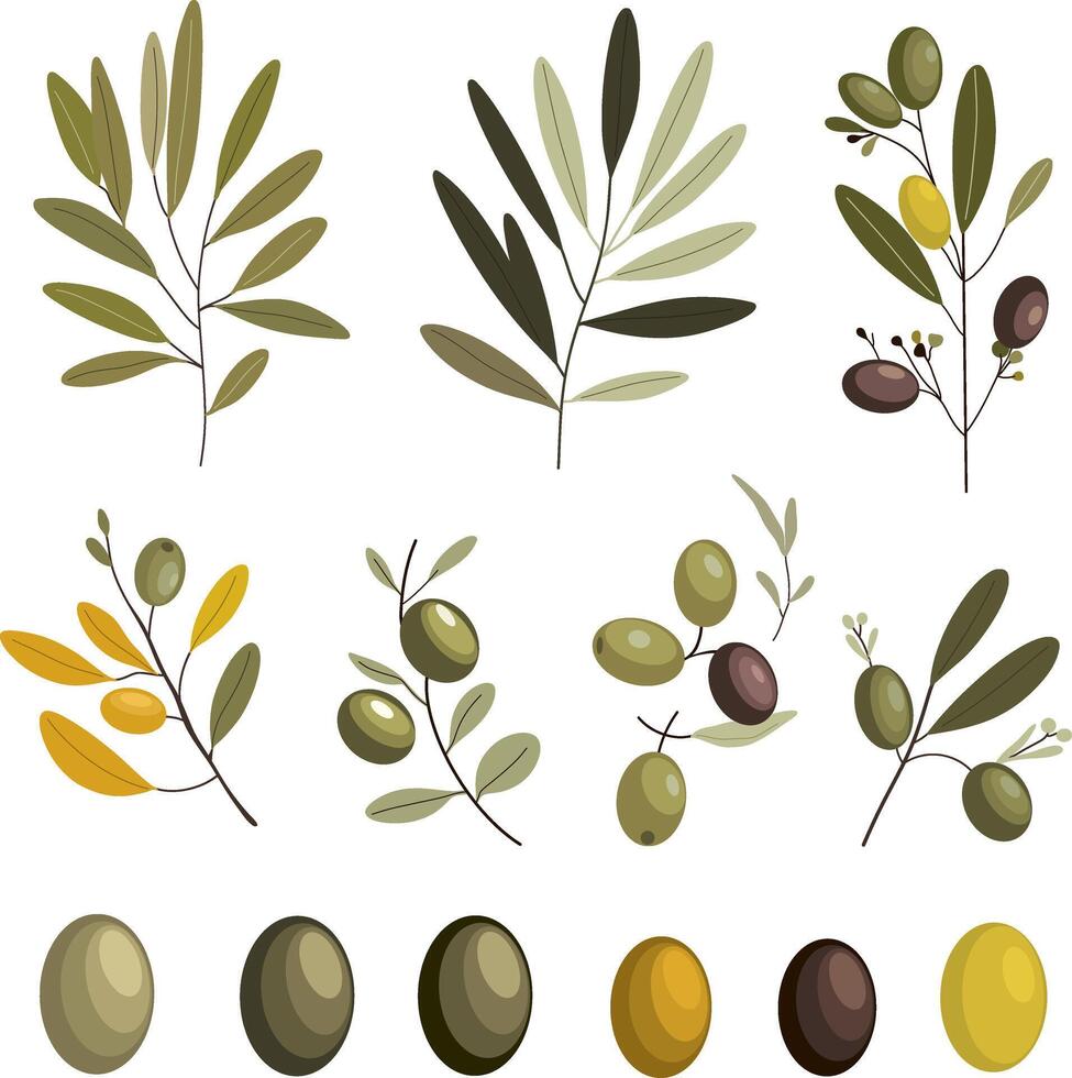 Minimalistic set olive branches and leaves. Collection olives. Perfect for botanical designs, food packaging. vector