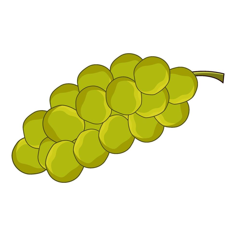 illustration of white grape vector