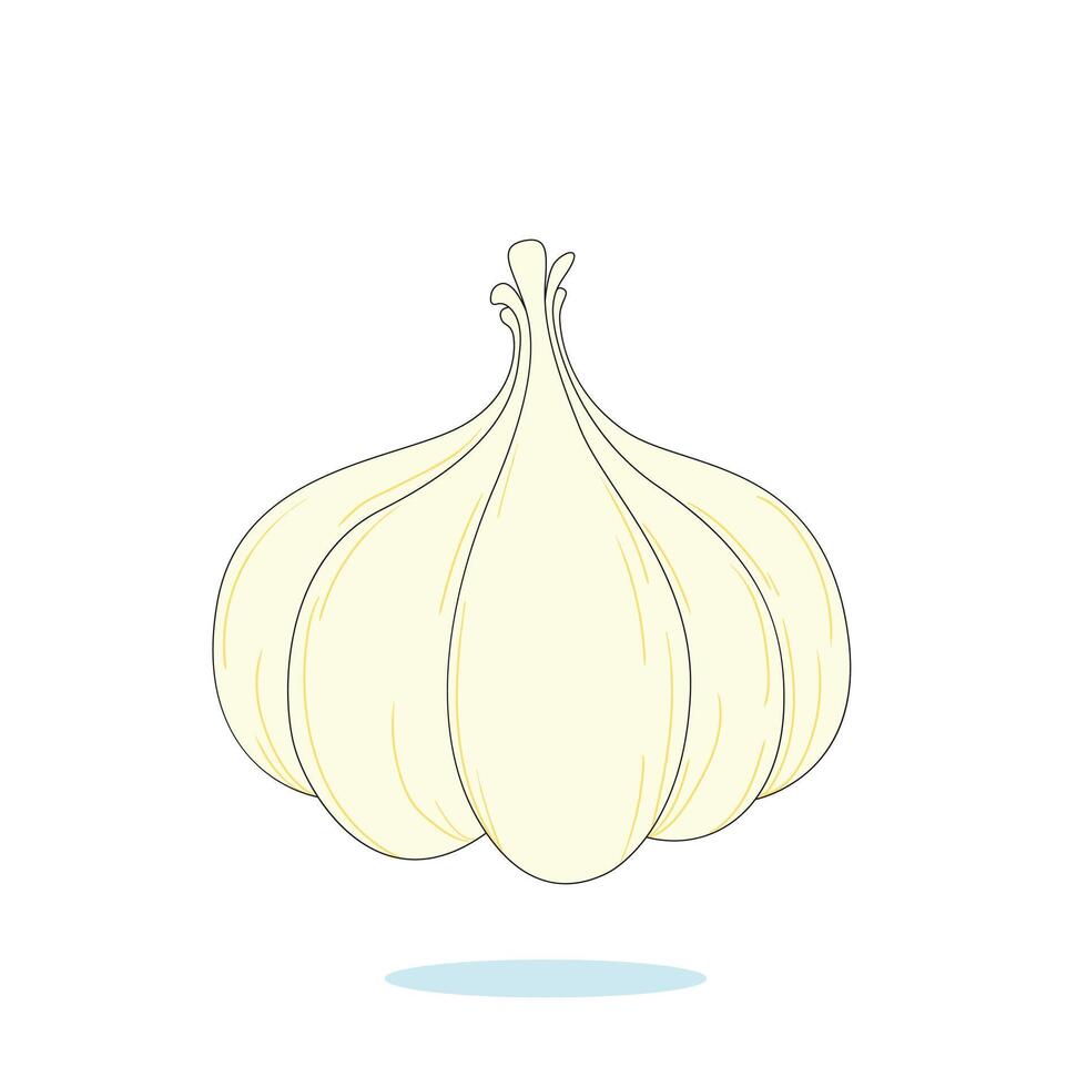 a drawing of a garlic with a white background. vector