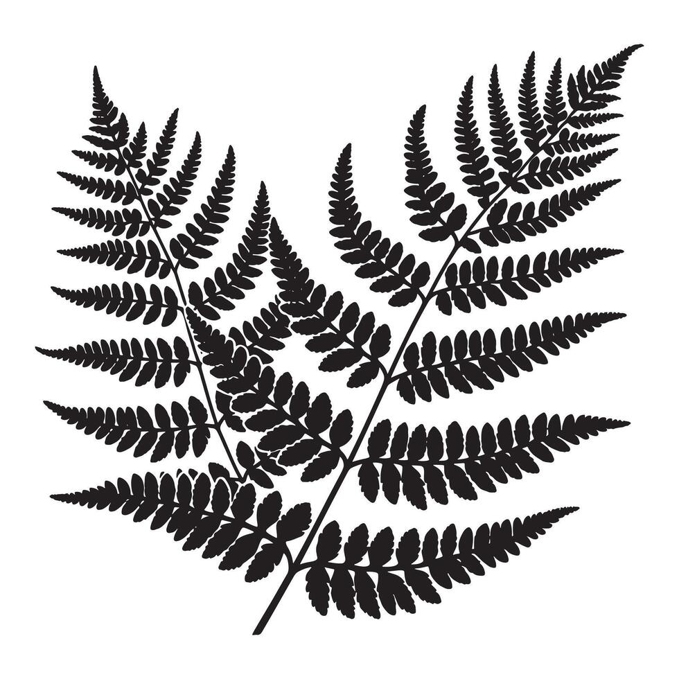 Fern Black Silhouette Minimalist Artwork on White Background vector
