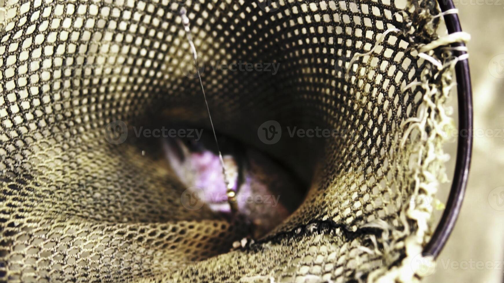 A fascinating closeup view of a Fishing Net adorned with various Marine Life swimming all around. Stock Clip photo