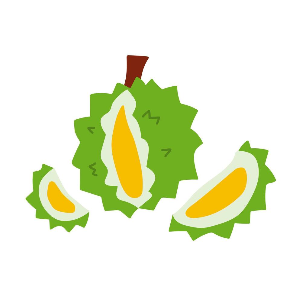 Durian. Flat illustration on white background. vector