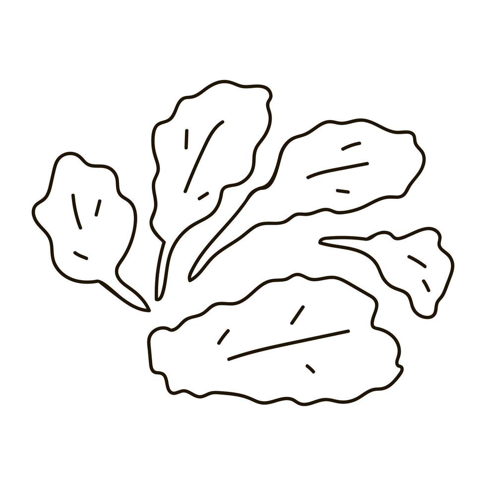 Kale. Outline illustration on white background. vector