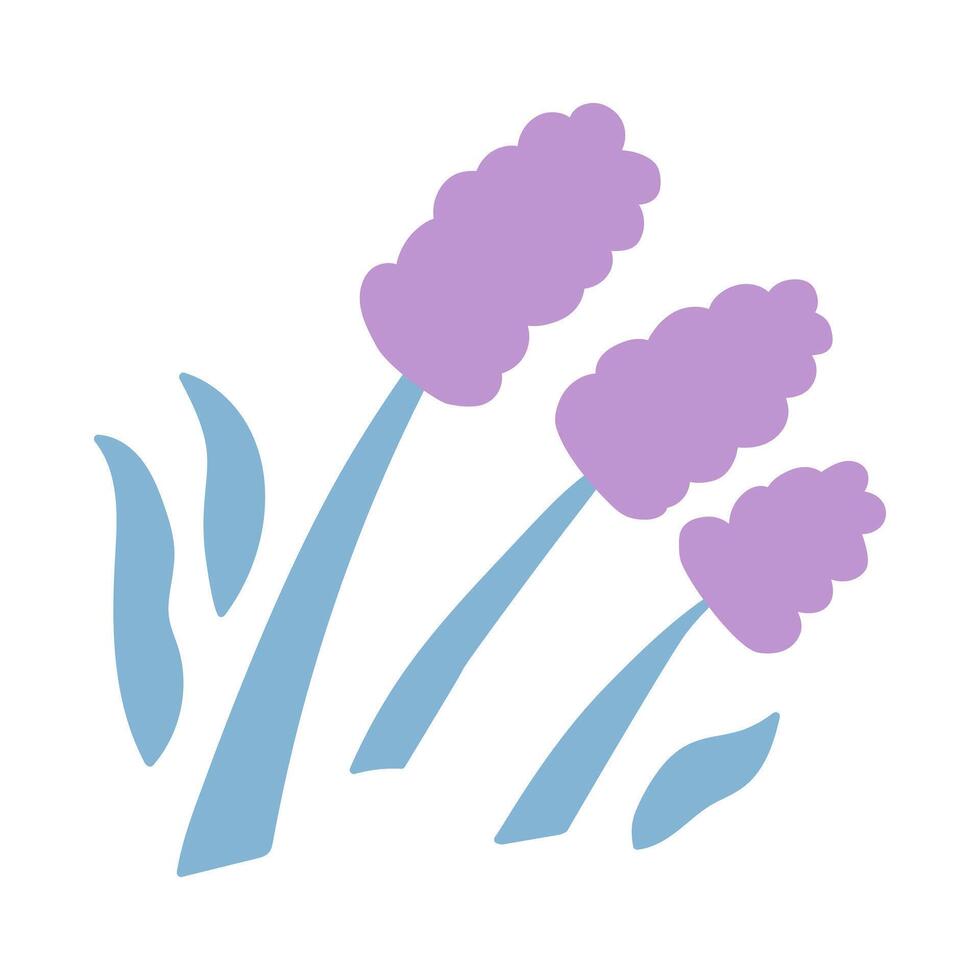 Lavender. Hand drawn illustration on white background. vector