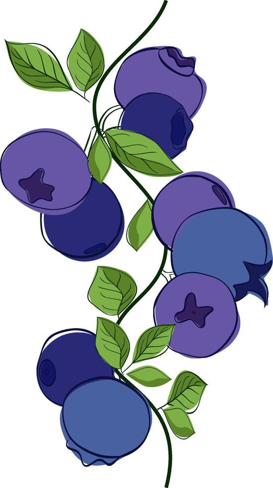 Blueberry branch seamless vertical border with green leaves and berries isolated on white transparent background. organic plants. Modern design for card, package, logo, web or print. illustration. vector