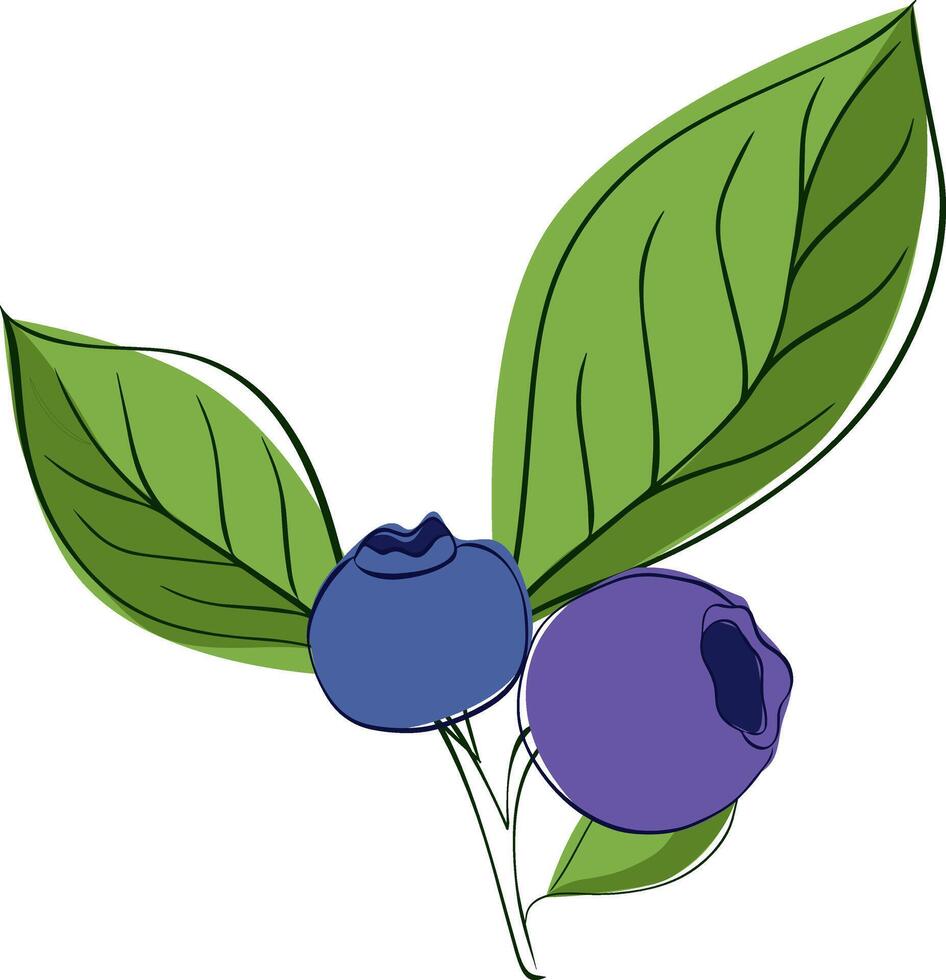 Blueberry branch minimalistic graphic line style composition. sprig of blueberries with leaves and berries vector