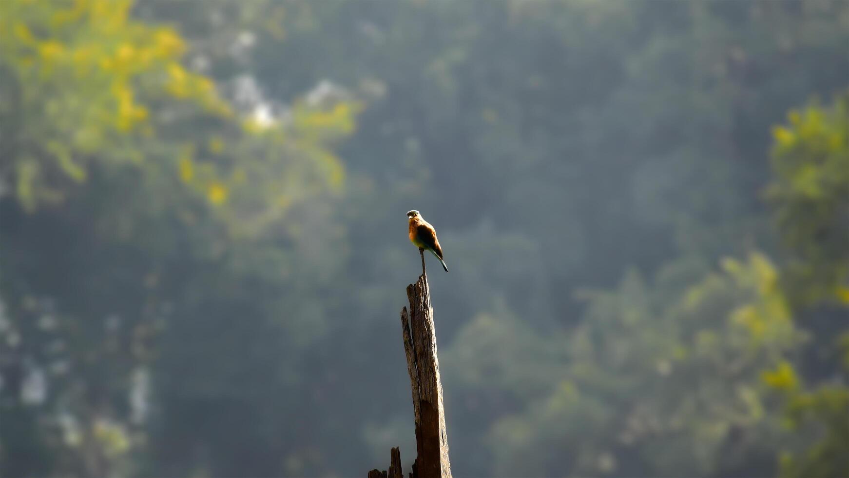 Majestic Falcon Perched on Broken Tree Tip Amidst Lush Jungle photo