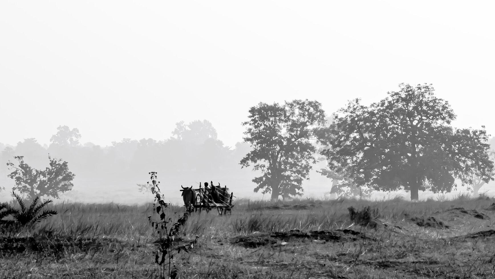 Shadows of the Past Bullock Cart in a Monochrome Landscape photo