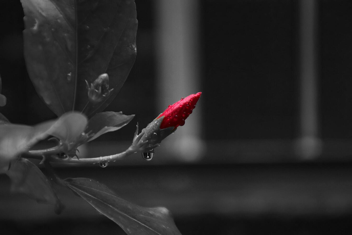 Monochrome Hibiscus Tree with a Vibrant Red Bloom photo