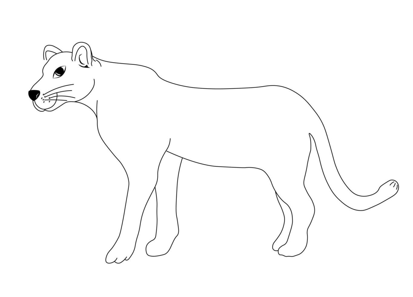 Puma. Wild animal of cat family. vector