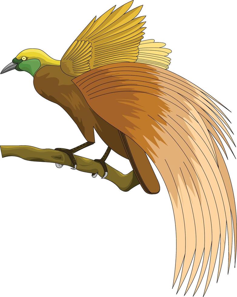 Cartoon illustration of the Bird of Paradise, a typical bird of Papua, Indonesia vector