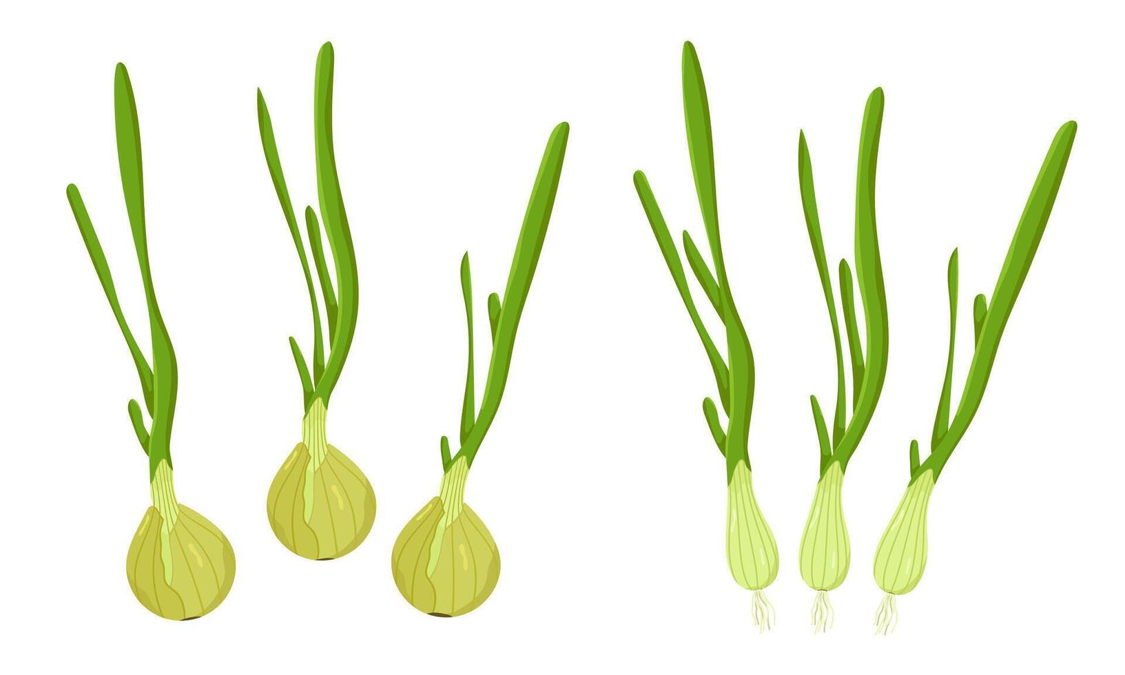 drawing of onion isolated on white background. Pictures for packaging design and culinary products. Ecological product. vector
