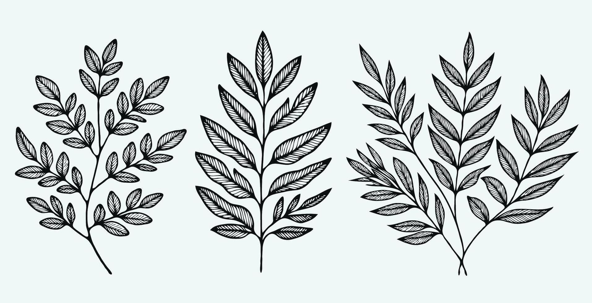 Three different types of leaves are shown in this illustration vector