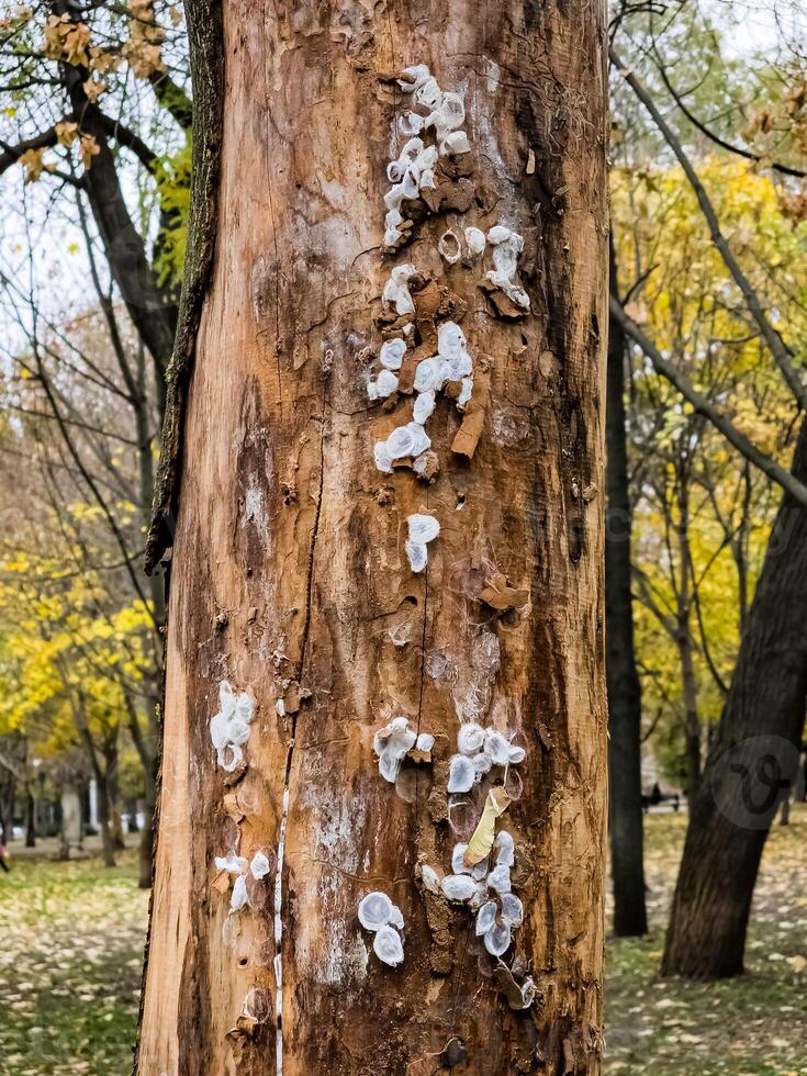 Spider nests with eggs inside the bark of a tree. The spiders have almost hatched from their eggs photo