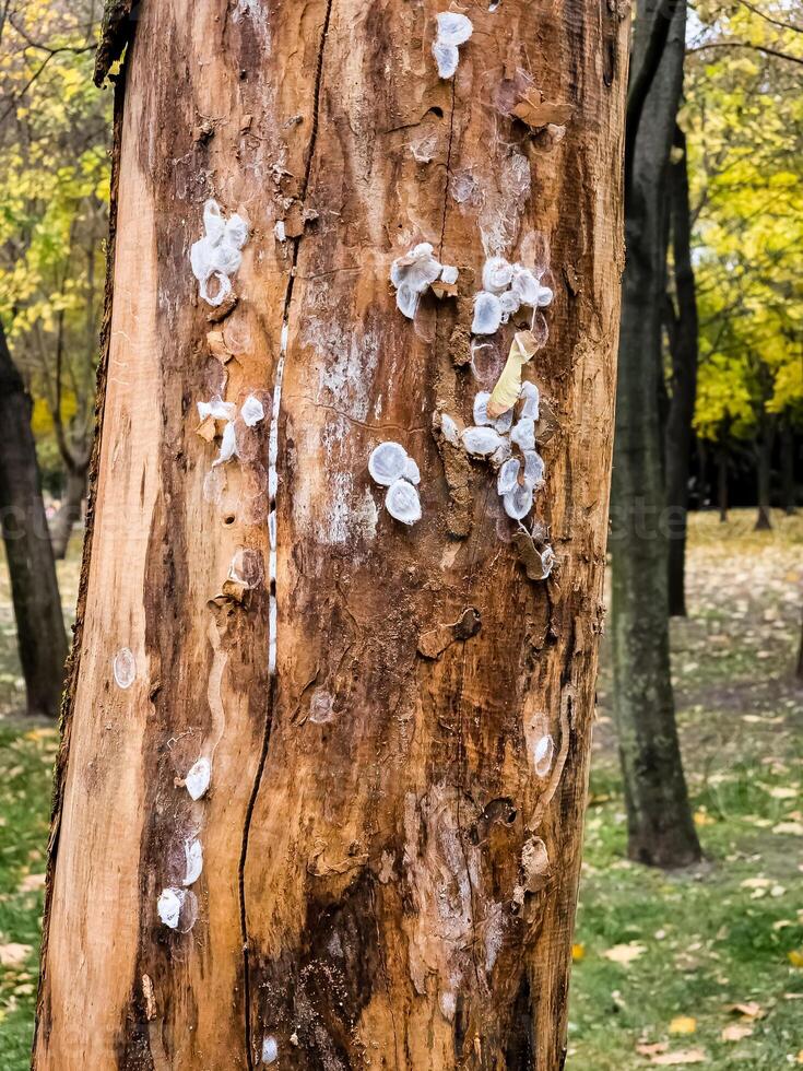 Spider nests with eggs inside the bark of a tree. The spiders have almost hatched from their eggs photo
