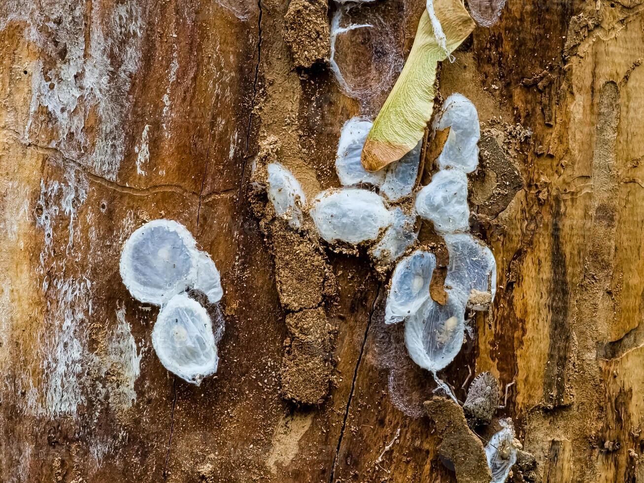 Spider nests with eggs inside the bark of a tree. The spiders have almost hatched from their eggs photo