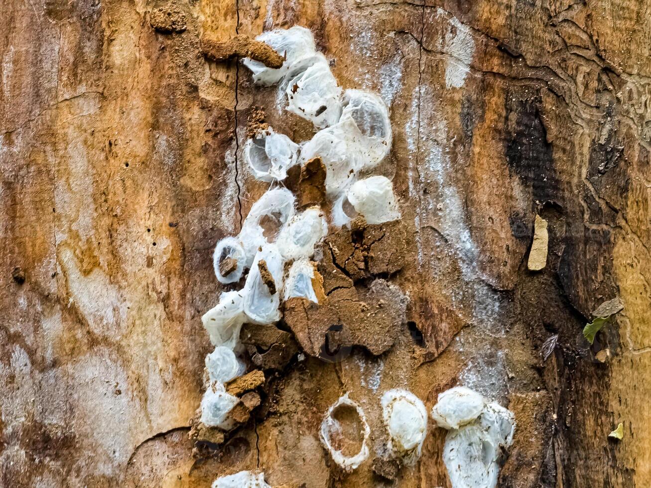 Spider nests with eggs inside the bark of a tree. The spiders have almost hatched from their eggs photo