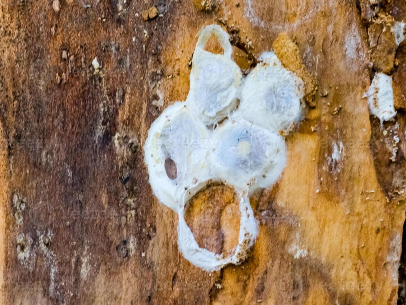 Spider nests with eggs inside the bark of a tree. The spiders have almost hatched from their eggs photo