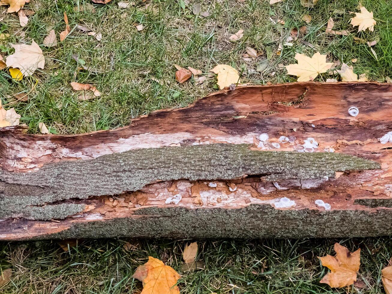 Spider nests with eggs inside the bark of a tree. The spiders have almost hatched from their eggs photo