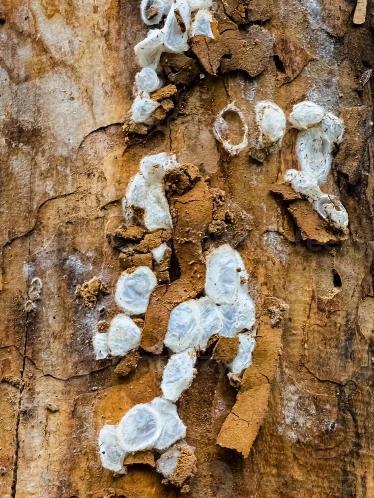 Spider nests with eggs inside the bark of a tree. The spiders have almost hatched from their eggs photo