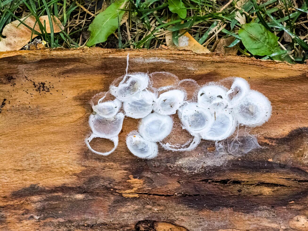 Spider nests with eggs inside the bark of a tree. The spiders have almost hatched from their eggs photo