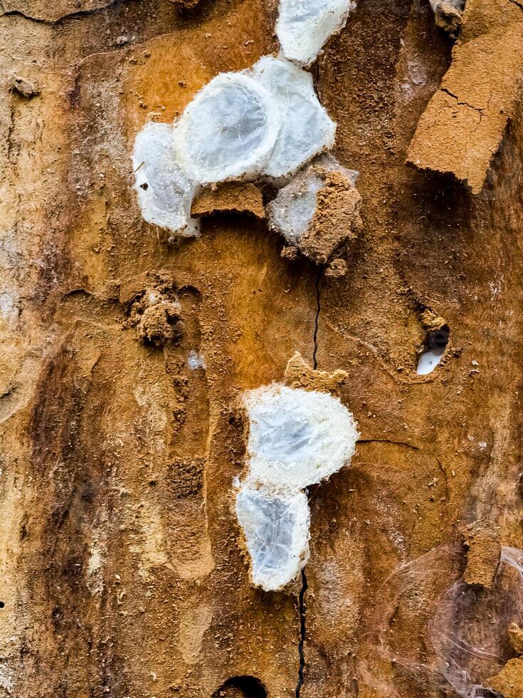 Spider nests with eggs inside the bark of a tree. The spiders have almost hatched from their eggs photo