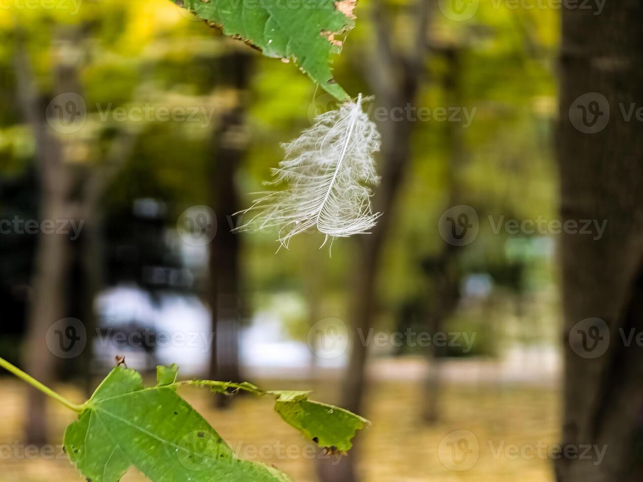 Little white bird feather on leaf. White little feather hanging on green leaf Close-up with soft background, green leaves photo