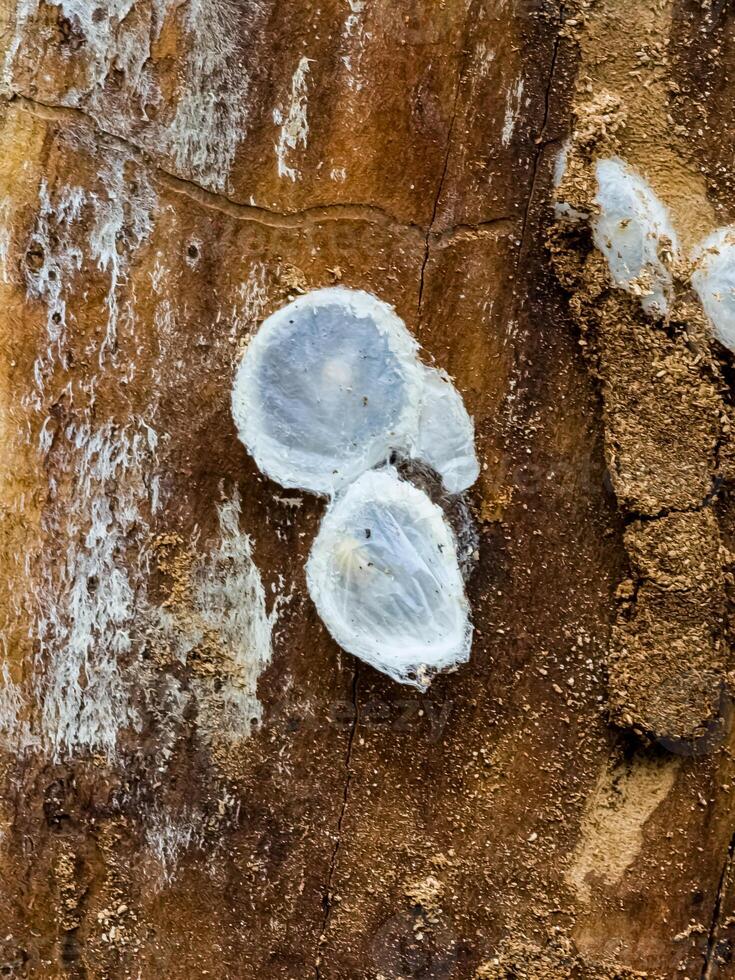 Spider nests with eggs inside the bark of a tree. The spiders have almost hatched from their eggs photo