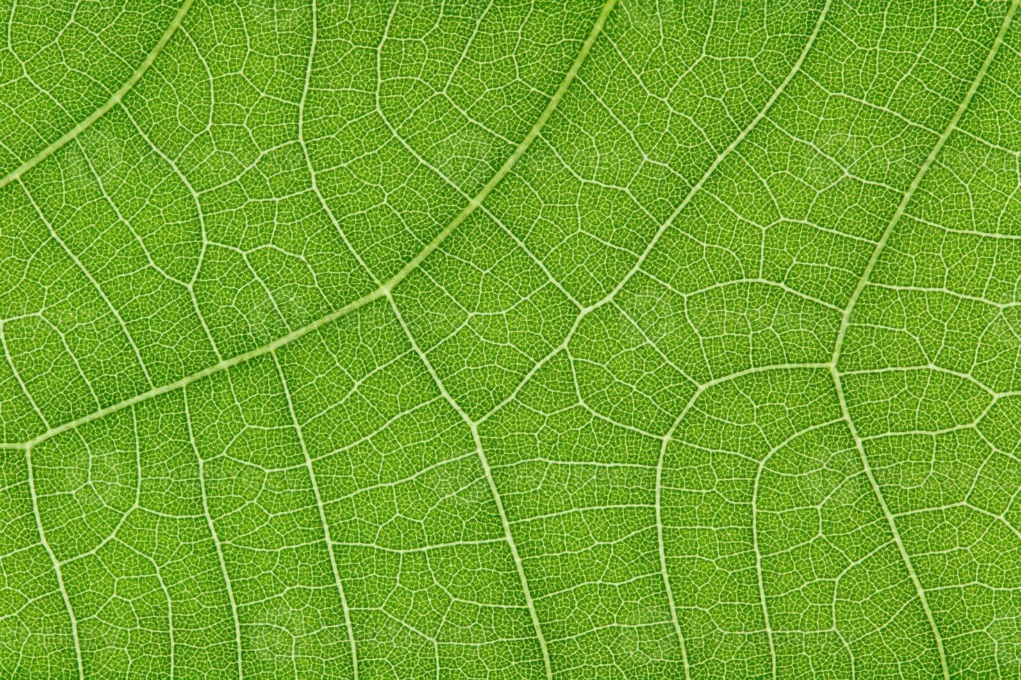Green leaf texture for pattern and background photo