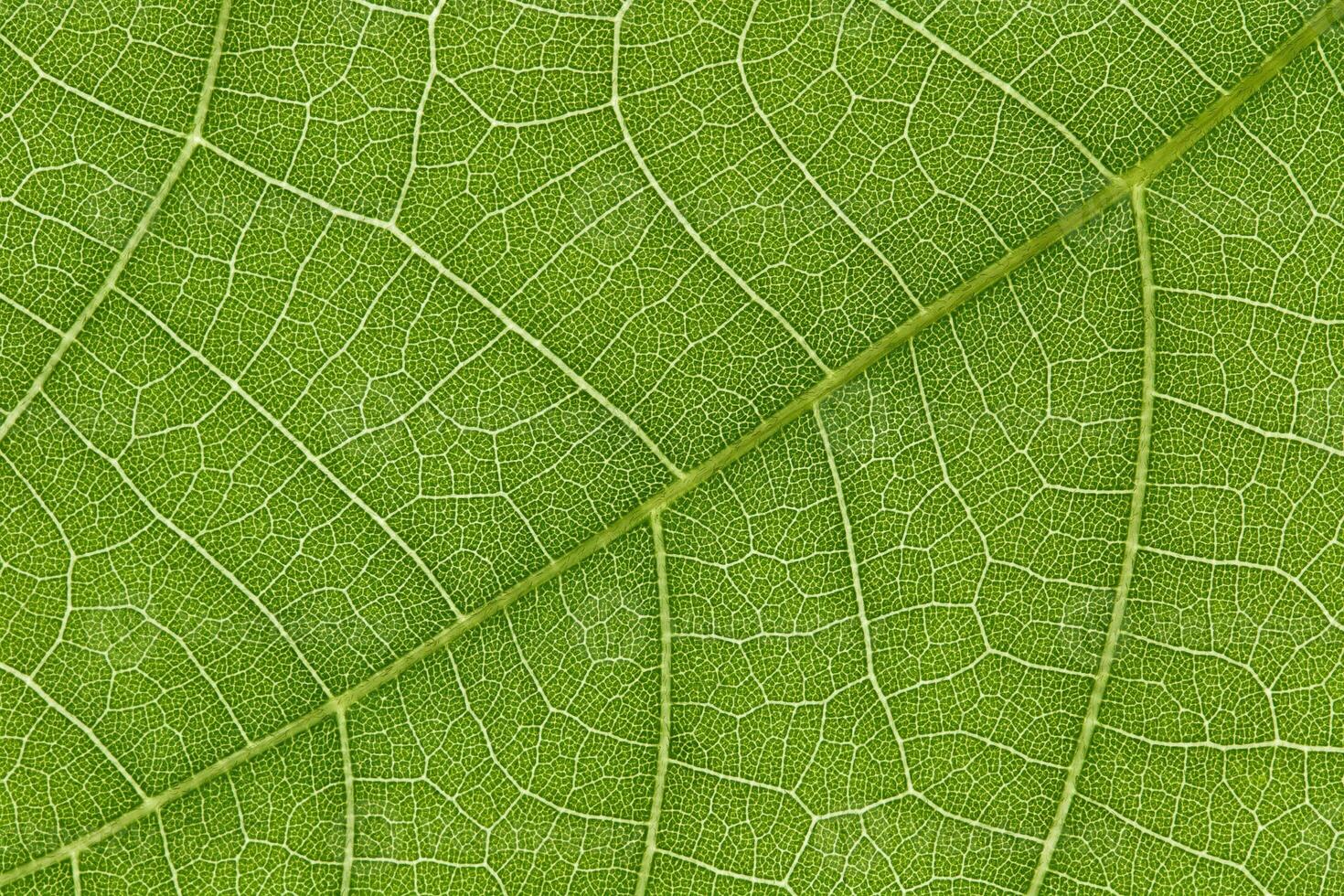 Green leaf texture for pattern and background photo