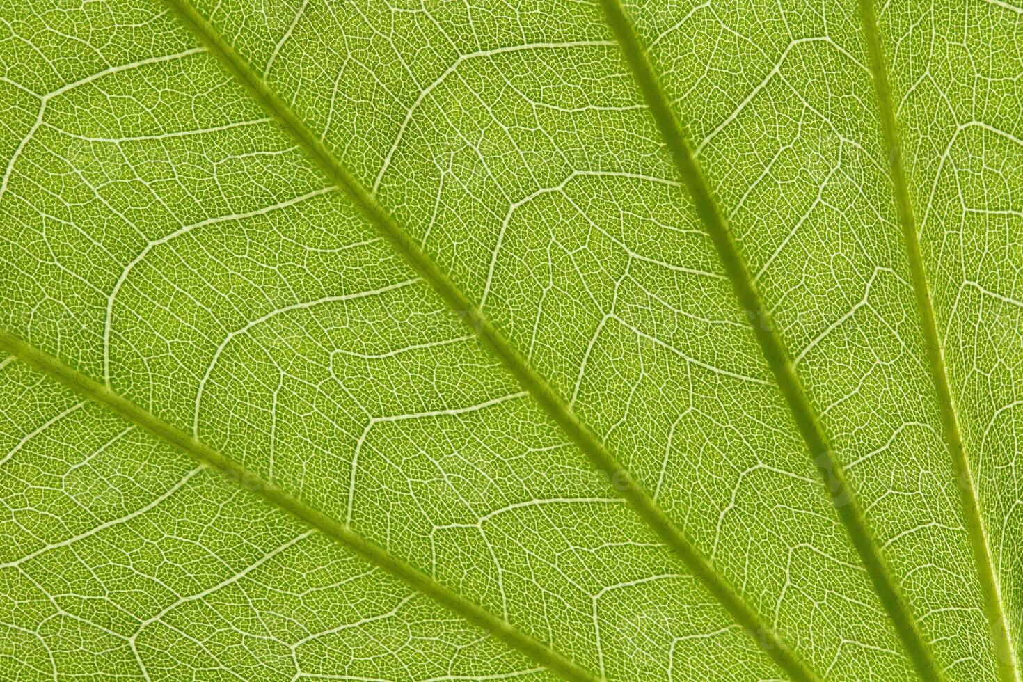 Stem and leaf texture for pattern photo