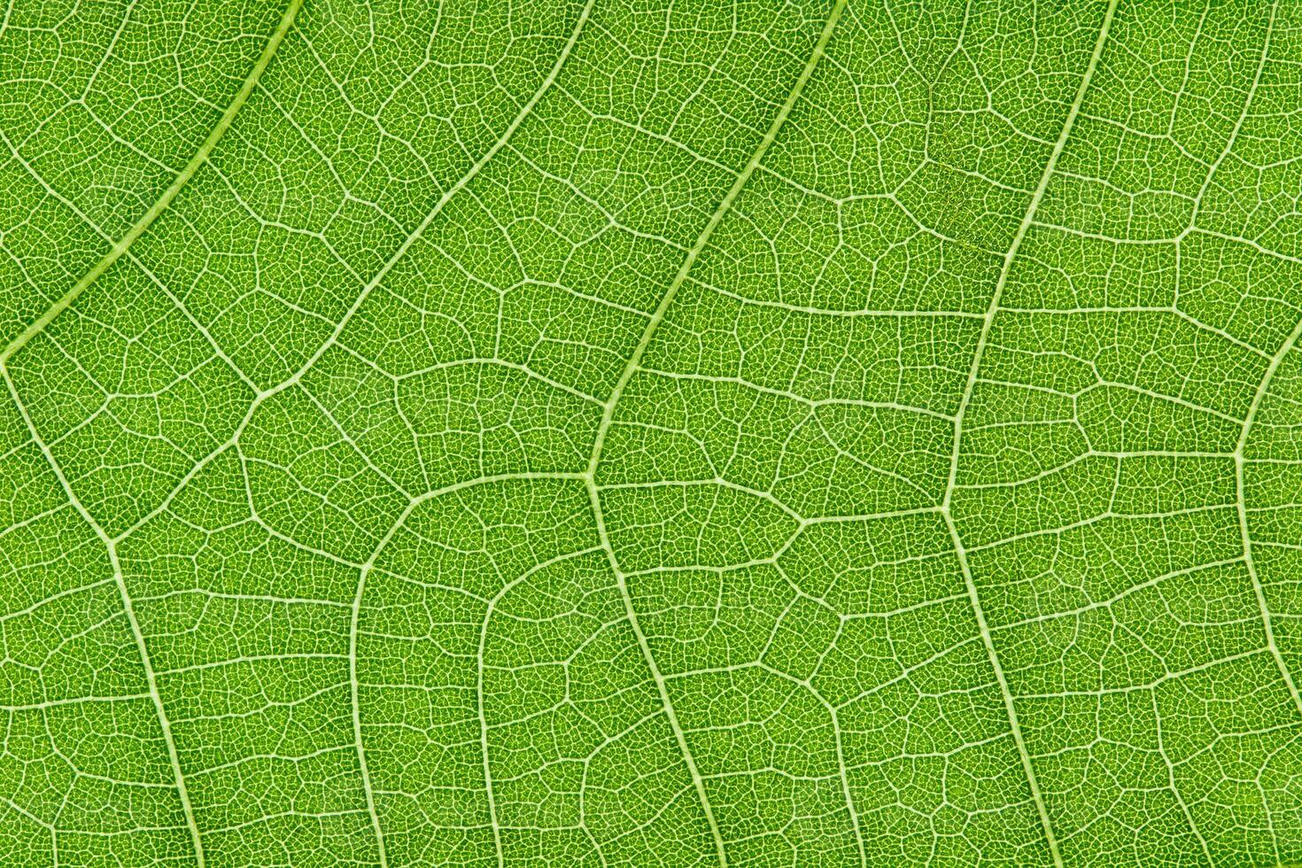 Green leaf texture for pattern and background photo