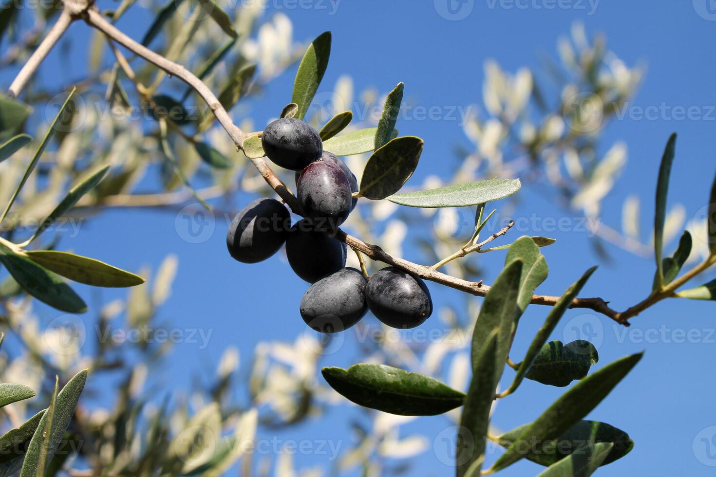 Black ripe olives on a branch against a blue sky. photo