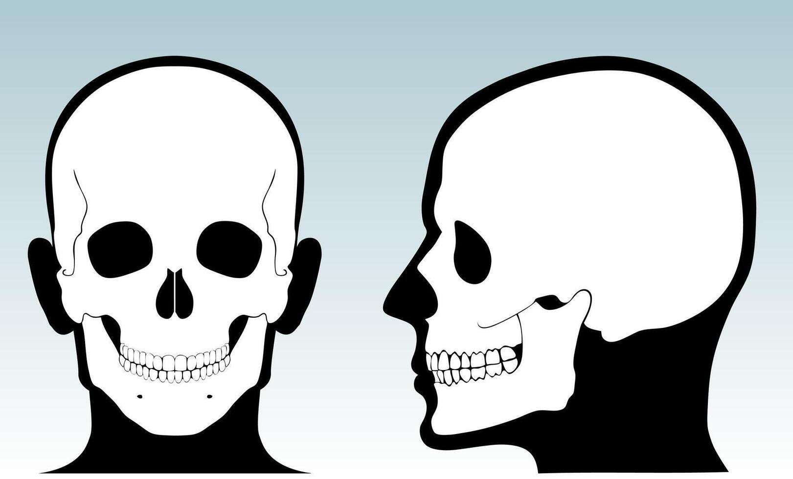 human skull with silhouette head front and side view vector