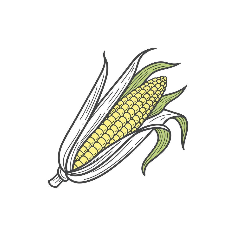 Corn on the cob illustration vector
