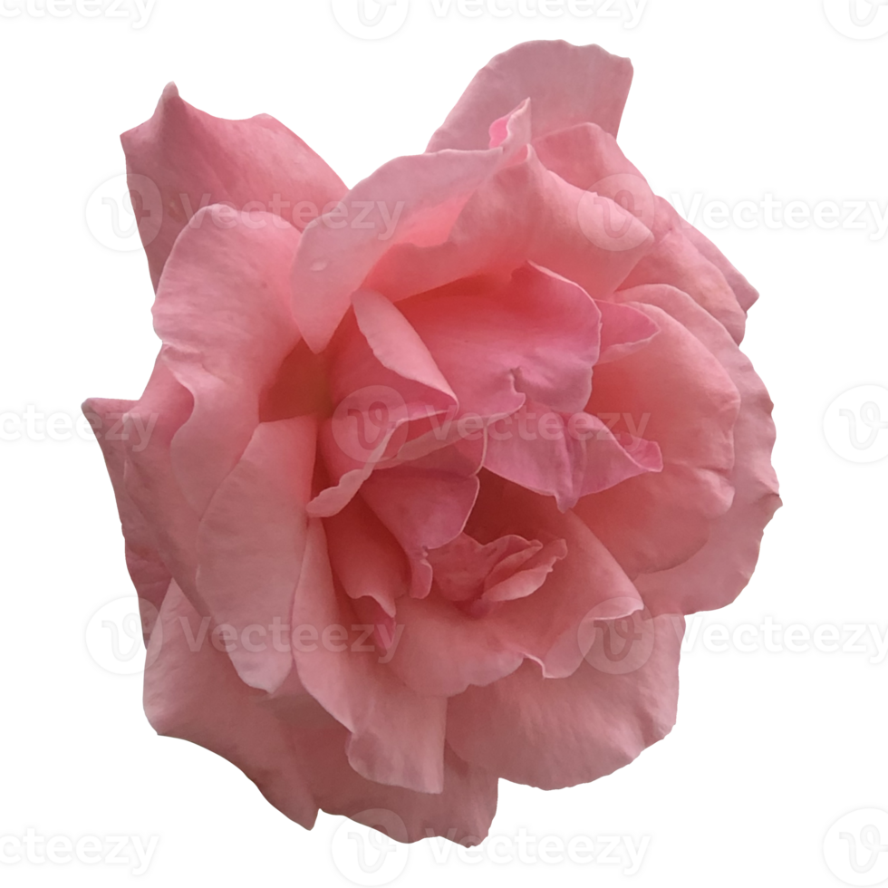 Soft Pink Rose Flower png