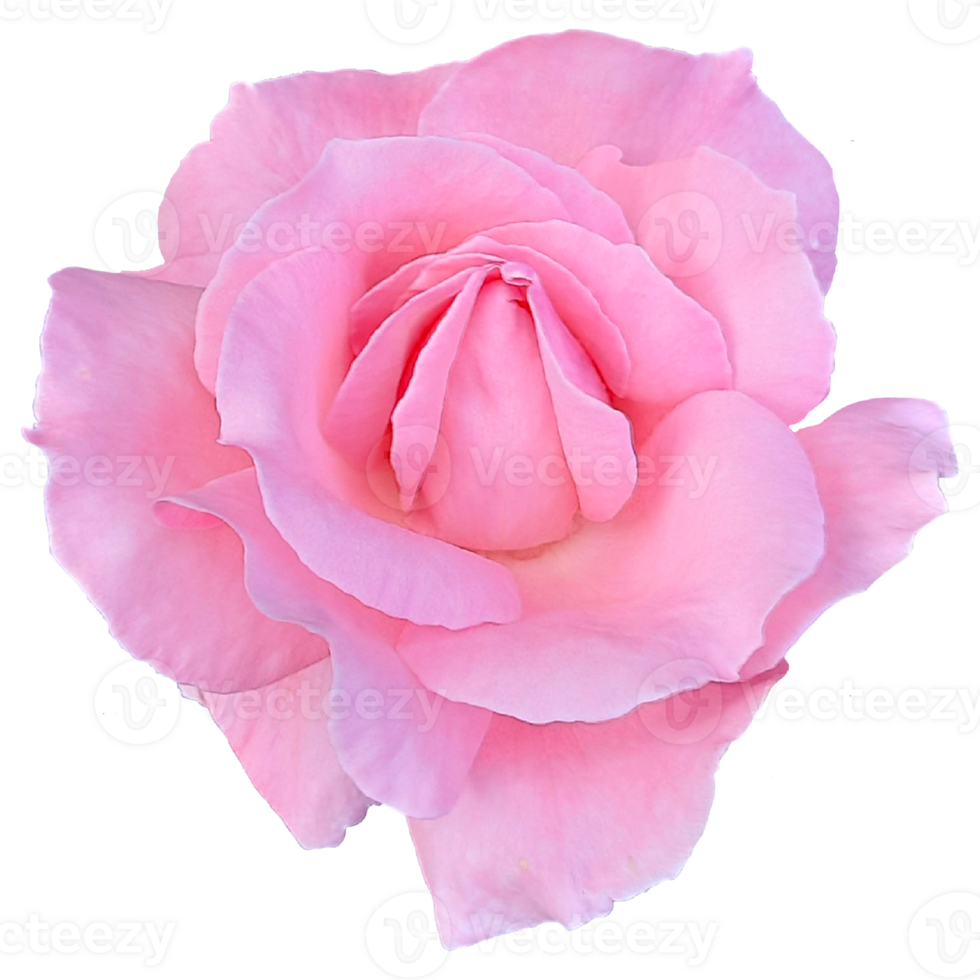 Fresh Pink Rose Flower png