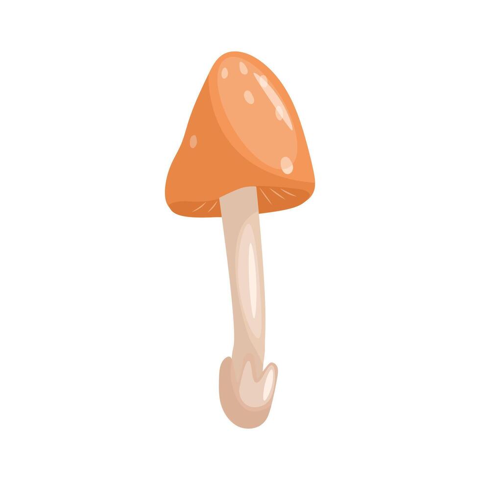 Amanita mushroom illustration on a white background vector