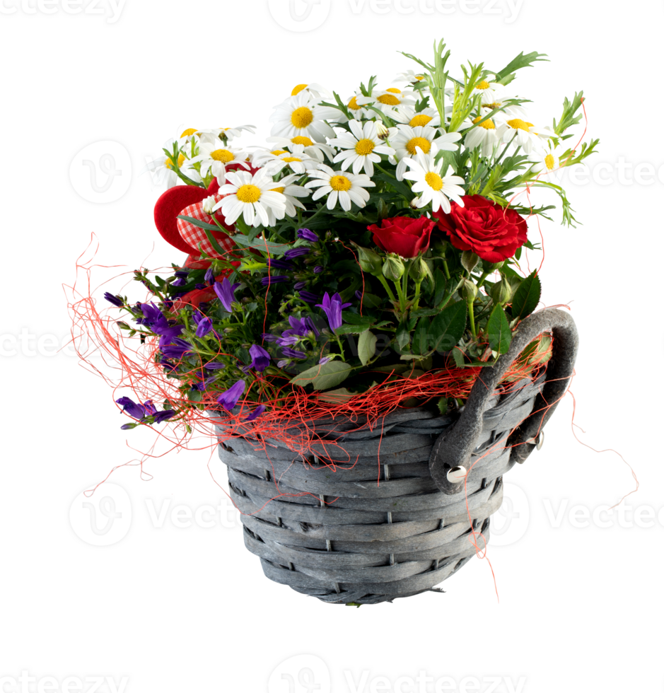 Small white sunflowers in a woven wooden basket cut out isolated transparent background png