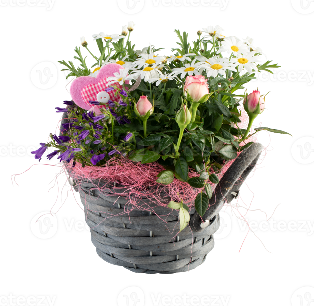 Small white sunflower in a woven pot cut out isolated transparent background png