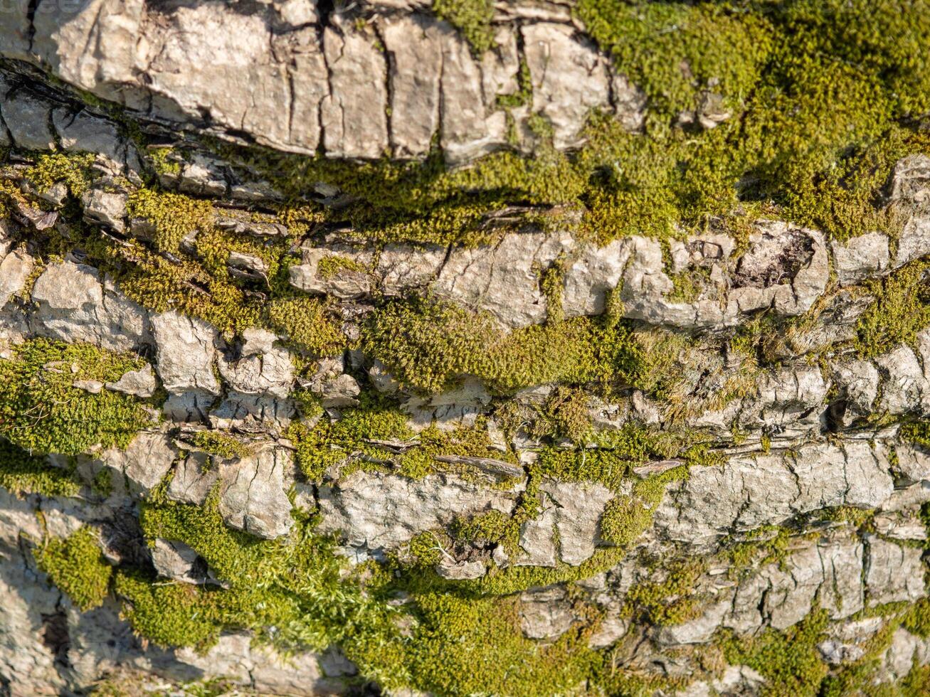 The structure of the bark of a palm tree. Southern tree bark. The protective cover of the palm tree. Background from natural material photo