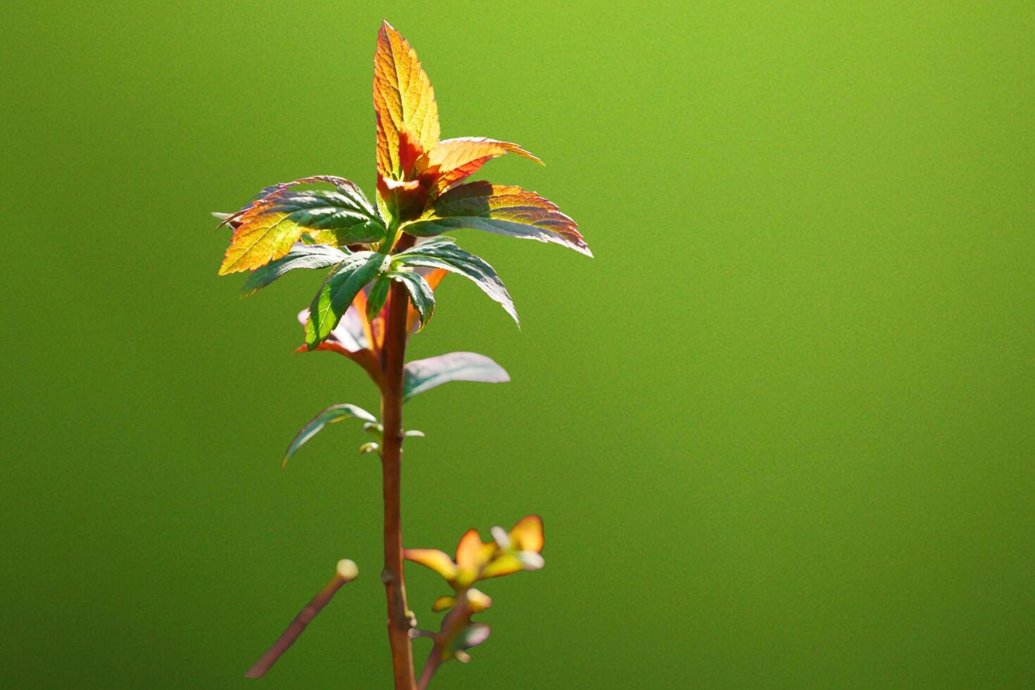 Verdant Splendor Nature's Green Symphony of Leaves and Trees photo
