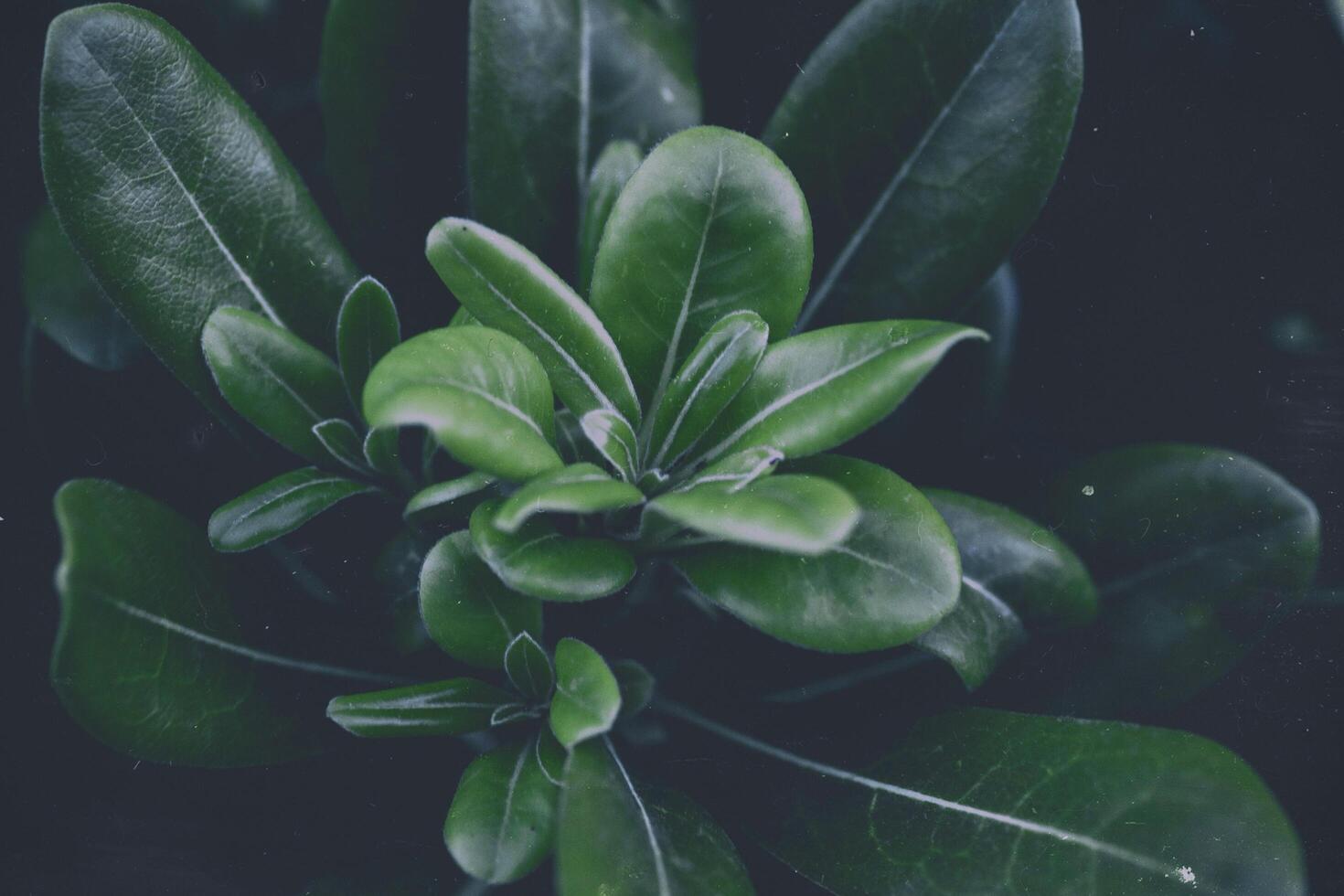 Verdant Splendor Nature's Green Symphony of Leaves and Trees photo