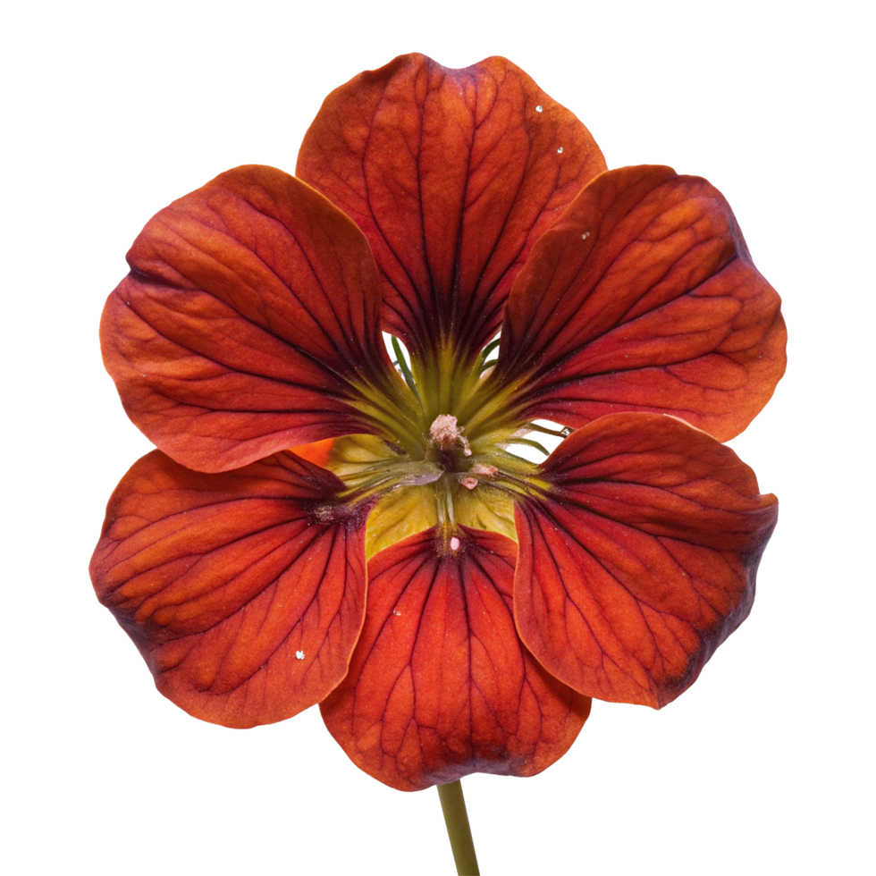 A red flower with yellow centers is shown png