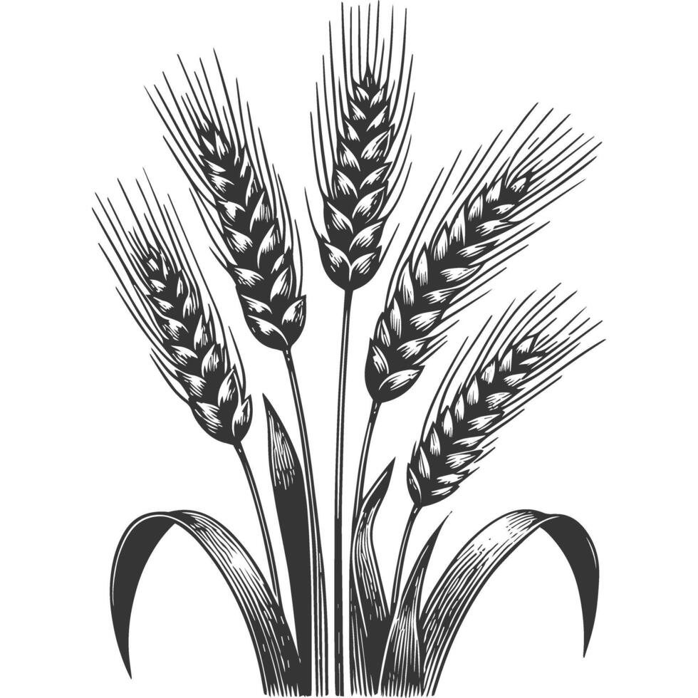 A black and white drawing of wheat vector