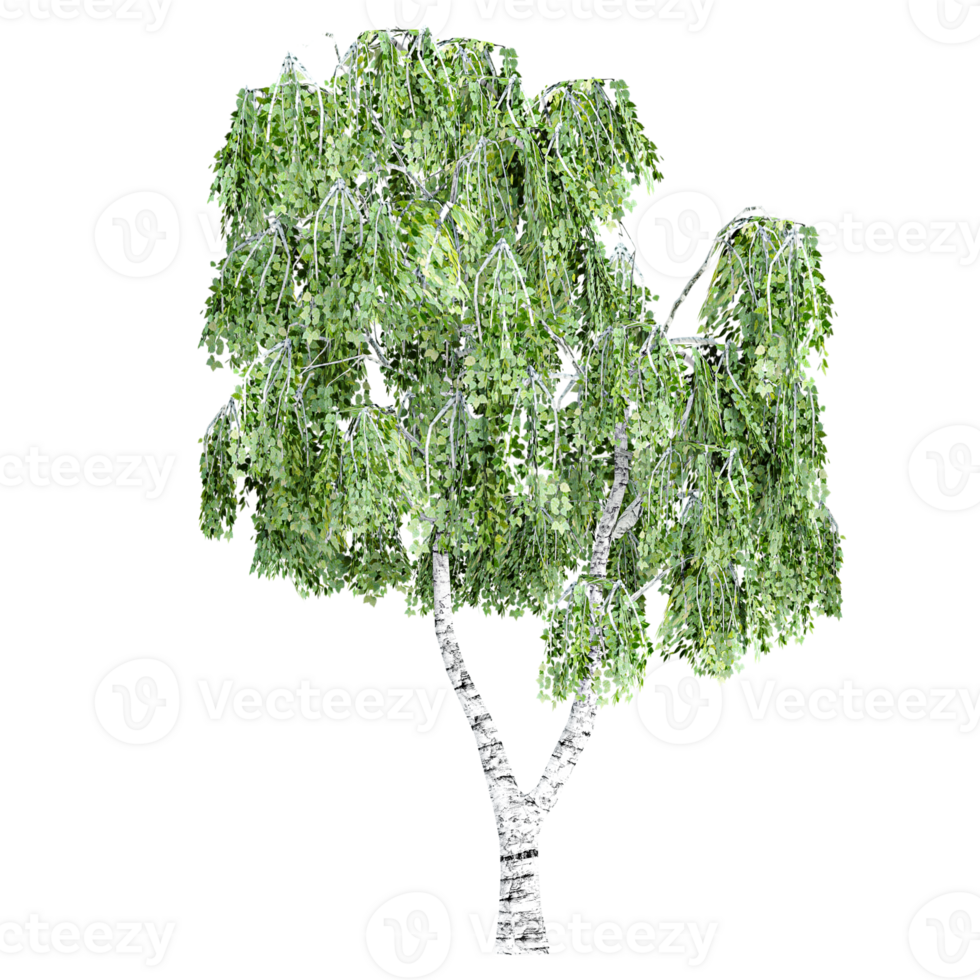 3d illustration of birch tree isolated on transparent canvas png