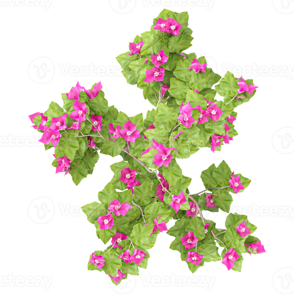 3d illustration of Bougainvillea tree isolated on transparent canvas from top view png