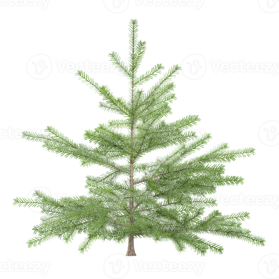 3d rendering of Balsam fir tree tree isolated on transparent Canvas png