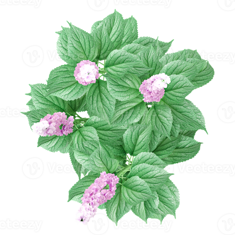 3d illustration of Chinese astilbe plant isolated on transparent canvas from top view png