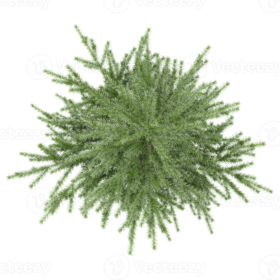 collection of Fir tree with realistic style from top view png
